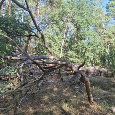 2026-09-23_rathenow_wanderung-wolzensee_06-400x400