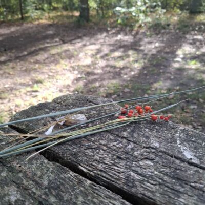 2026-09-23_rathenow_wanderung-wolzensee_43-400x400