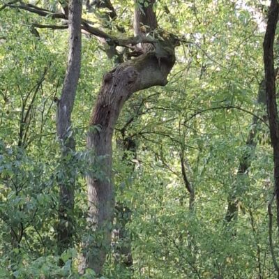2026-09-23_rathenow_wanderung-wolzensee_50-400x400